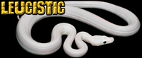 Picture for category Leucistic/ Ivory/ Ultras