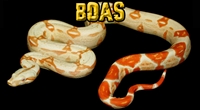 Picture for category Boas