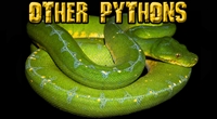 Picture for category Other Pythons