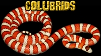 Picture for category Colubrids