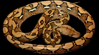 Picture of Classic Reticulated Python