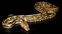 Picture of Tiger Reticulated Python