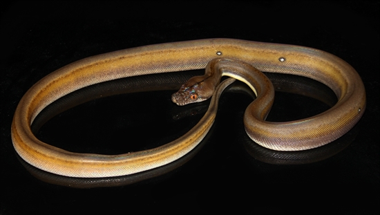 Picture of Titanium Reticulated Python