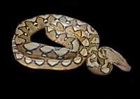 Picture of Sunfire Reticulated Python