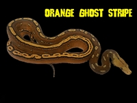 Picture for category Orange Ghost Stripe 