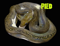 Picture for category Pied