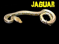 Picture for category Jaguar