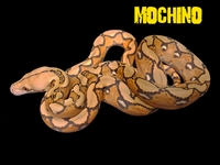 Picture for category Mochino