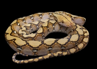 Picture of Mochino Reticulated Python