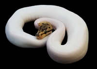 Picture of Bumblebee Pied