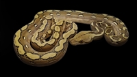 Picture of Phantom Reticulated Python